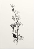 Klimop zwart-wit 2 (Ivy) - Foto op Posterpapier - 50 x 70 cm (B2)