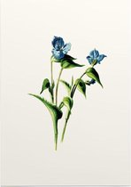 Dagbloem (Commelina White) - Foto op Posterpapier - 29.7 x 42 cm (A3)