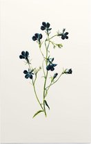 Tuinlobelia (Blue Lobelia White) - Foto op Forex - 30 x 45 cm