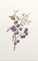 Sleedoorn (Blackthorn) - Foto op Forex - 40 x 60 cm