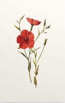 Linum Grandiflorum (Crimson Flax White) - Foto op Forex - 60 x 90 cm