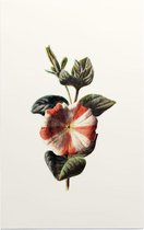 Petunia (Striped Petunia White) - Foto op Forex - 40 x 60 cm