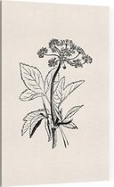 Zevenblad zwart-wit (Gout Weed) - Foto op Canvas - 30 x 45 cm