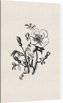 Duinroos zwart-wit (Burnet-Leaved Rose) - Foto op Canvas - 100 x 150 cm