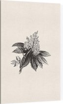 Paardenkastanje zwart-wit (Horse Chestnut Flower) - Foto op Canvas - 30 x 45 cm