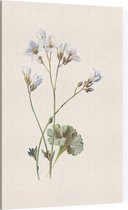 Steenbreek (Saxifrage) - Foto op Canvas - 100 x 150 cm