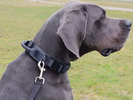 RUFF - Stoere halsband hond - K9 halsband - Complete set met hondenriem - Stoere halsband grote hond - Maat L - Antraciet - Honden halsband training - Halsomtrek 45 - 58 cm - RUFF