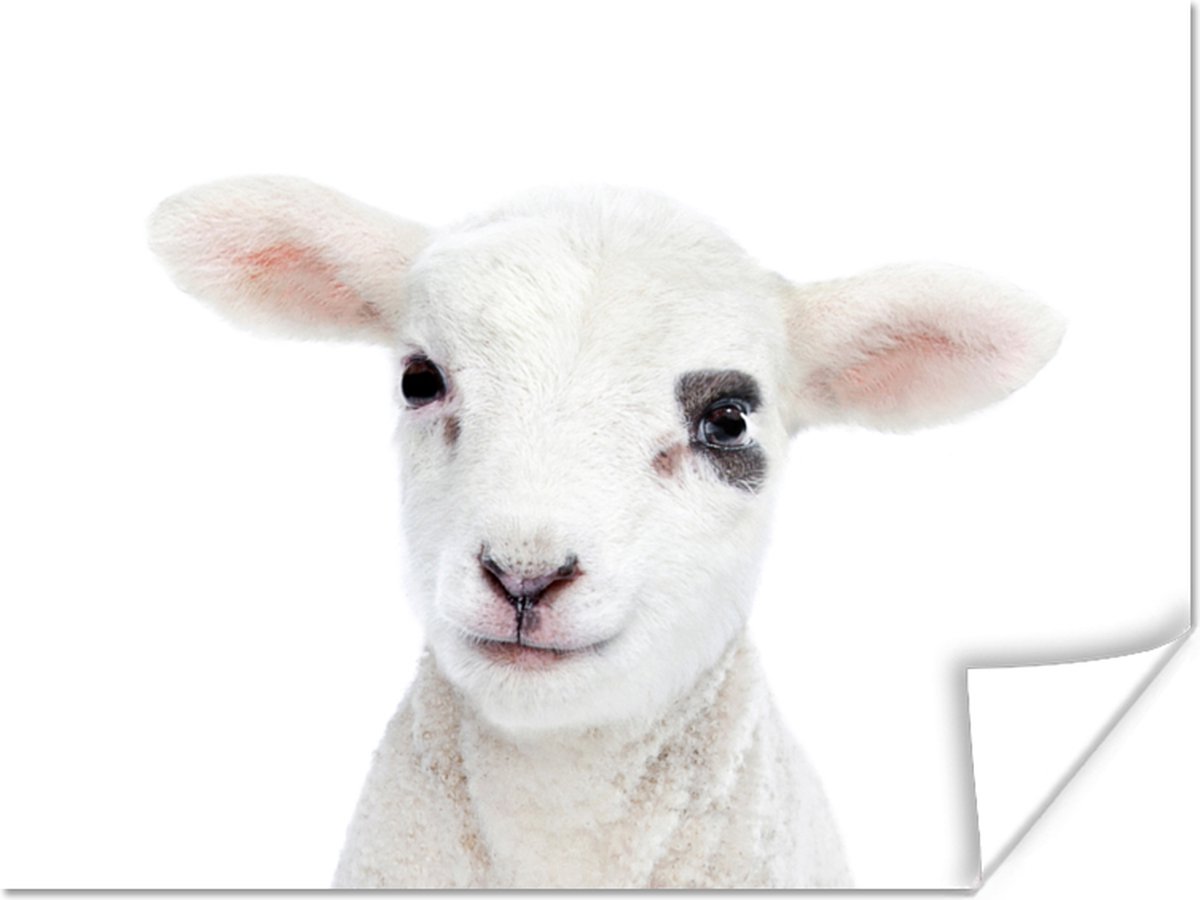Poster Lam - Wit - Dieren - Natuur - 40x30 cm