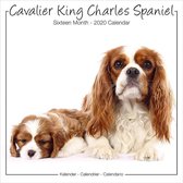 Cavalier King Charles Spaniel Kalender Studio Range 2020