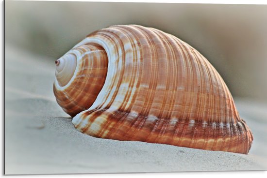 Dibond - Grote Zeeslak op het Strand - 75x50 cm Foto op Aluminium (Met Ophangsysteem)