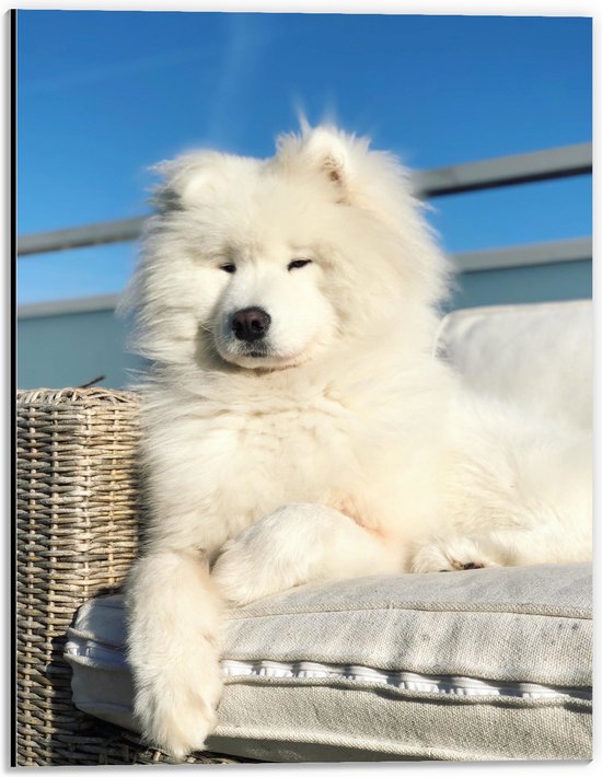 Dibond - Witte Pluizige Samoyeed Hond op Bank op Balkon - 30x40 cm Foto op Aluminium (Met Ophangsysteem)