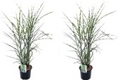 Plant in a Box - Miscanthus Zebrinus - Winterhard Siergras - Set van 2 - Pot 23cm - Hoogte 20-30cm