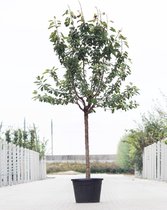Grote Kersenboom | Prunus avium 'Burlat' | Halfstam 280 - 330 cm | Stamomtrek 20-25 cm | 12 jaar