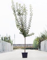 Grote Pruimenboom | Prunus domestica 'Mirabelle de Nancy' | Halfstam | 180 - 230 cm | Stamomtrek 11-14 cm | 6 jaar