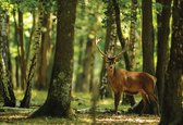 Fotobehang Deer Trees Forest Nature | XL - 208cm x 146cm | 130g/m2 Vlies