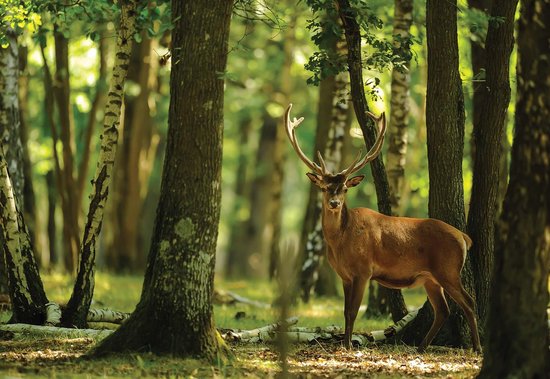 Papier peint photo Cerf Arbres Forêt Nature | XL - 208 cm x 146 cm | Polaire 130g / m2