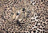 Fotobehang Leopard | XXL - 312cm x 219cm | 130g/m2 Vlies