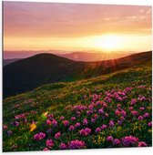 Dibond - Zonsondergang Verdwijnend achter Gebergte vol Paarse Bloemen - 100x100 cm Foto op Aluminium (Met Ophangsysteem)
