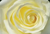 Fotobehang Rose Flower White Yellow | XXL - 312cm x 219cm | 130g/m2 Vlies