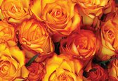 Papier peint photo Roses ambrées | XXL - 312 cm x 219 cm | Polaire 130g / m2