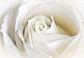 Fotobehang Flowers Rose White Nature | XXL - 312cm x 219cm | 130g/m2 Vlies