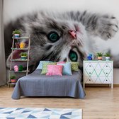 Fotobehang - Vlies Behang - Kitten - Kat - 254 x 184 cm