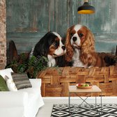 Fotobehang Spaniel Dogs | VEL - 152.5cm x 104cm | 130gr/m2 Vlies