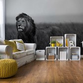 Fotobehang - Vlies Behang - Leeuw in de Natuur - zwart-wit - 416 x 290 cm