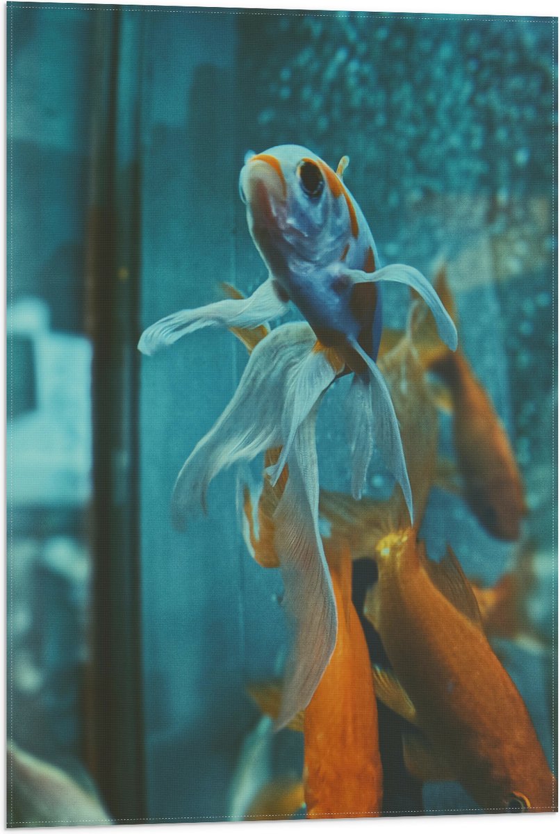 Vlag - Blauw met Oranje Vis met Dansende Vinnen in het Aquarium - 50x75 cm Foto op Polyester Vlag