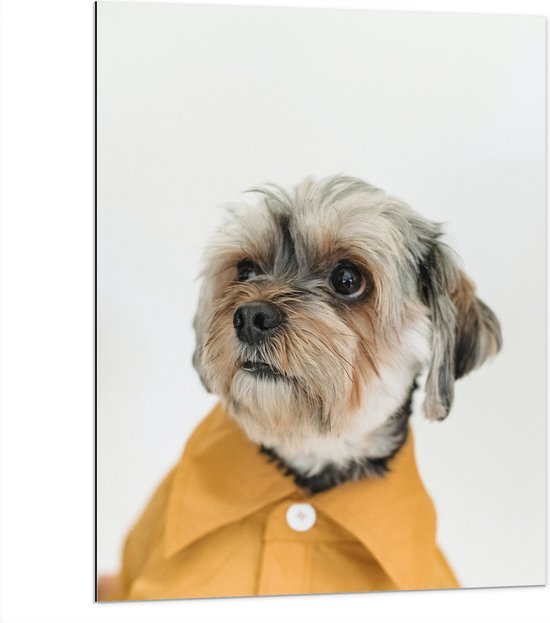 Dibond - Hond in Net Geel Overhemd - 75x100 cm Foto op Aluminium (Met Ophangsysteem)