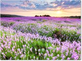 Tuinposter bloemen - Tuindecoratie lavendel paars - 160x120 cm - Tuinschilderij voor buiten - Tuindoek zonsondergang - Wanddecoratie tuin - Schuttingdoek - Balkon decoratie - Muurdecoratie natuur landschap - Buitenposter schutting