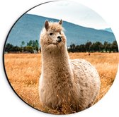 Dibond Muurcirkel - Alpaca Lopend door Droog Bruin Gras - 20x20 cm Foto op Aluminium Muurcirkel (met ophangsysteem)