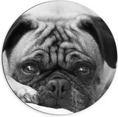Dibond Muurcirkel - Aankijkende Hond met Zielige Ogen (Zwart- wit) - 70x70 cm Foto op Aluminium Muurcirkel (met ophangsysteem)