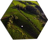Dibond Hexagon - Bovenaanzicht van de Rijstvelden in Indonesië - 50x43.5 cm Foto op Hexagon (Met Ophangsysteem)