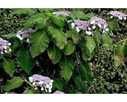 Hydrangea aspera 'Sargentiana' - Fluweelhortensia 50 - 60 cm in pot
