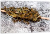 Tuinposter – Honinglepel vol Wespen - 120x80 cm Foto op Tuinposter (wanddecoratie voor buiten en binnen)