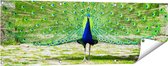 Gards Tuinposter Pauw met Grote Kleurrijke Veren - 120x40 cm - Tuindoek - Tuindecoratie - Wanddecoratie buiten - Tuinschilderij