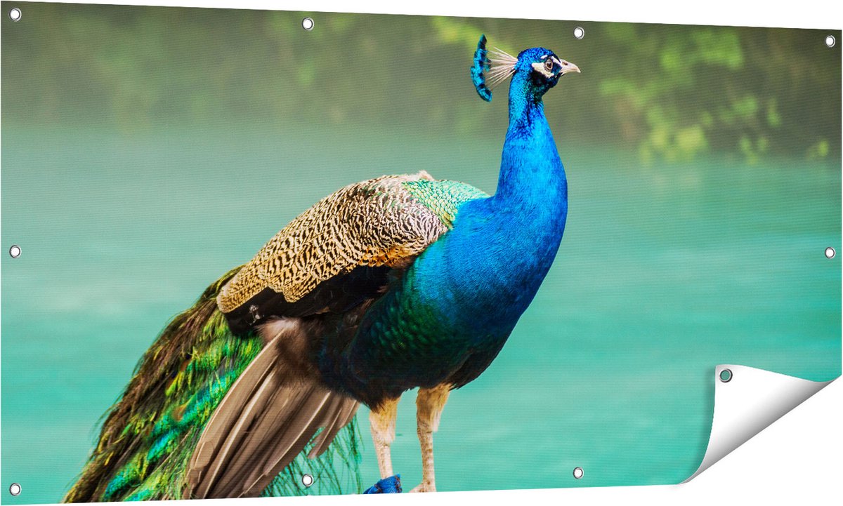 Gards Tuinposter Kleurrijke Pauw bij het Water - 140x70 cm - Tuindoek - Tuindecoratie - Wanddecoratie buiten - Tuinschilderij Multikleur