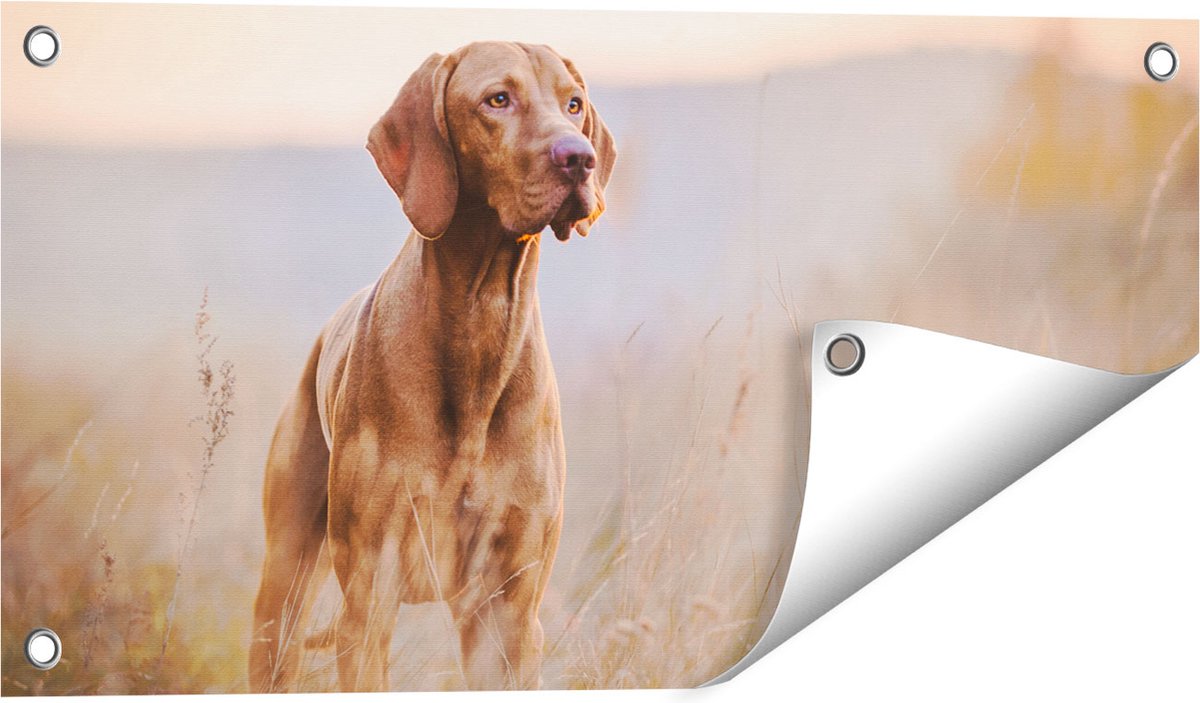 Gards Tuinposter Hongaarse Vizsla Hond in het Gras - 60x30 cm - Tuindoek - Tuindecoratie - Wanddecoratie buiten - Tuinschilderij Multikleur
