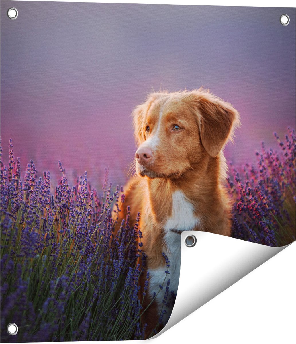 Gards Tuinposter Retriever Hond tussen de Lavendel Bloemen - 50x50 cm - Tuindoek - Tuindecoratie - Wanddecoratie buiten - Tuinschilderij Multikleur