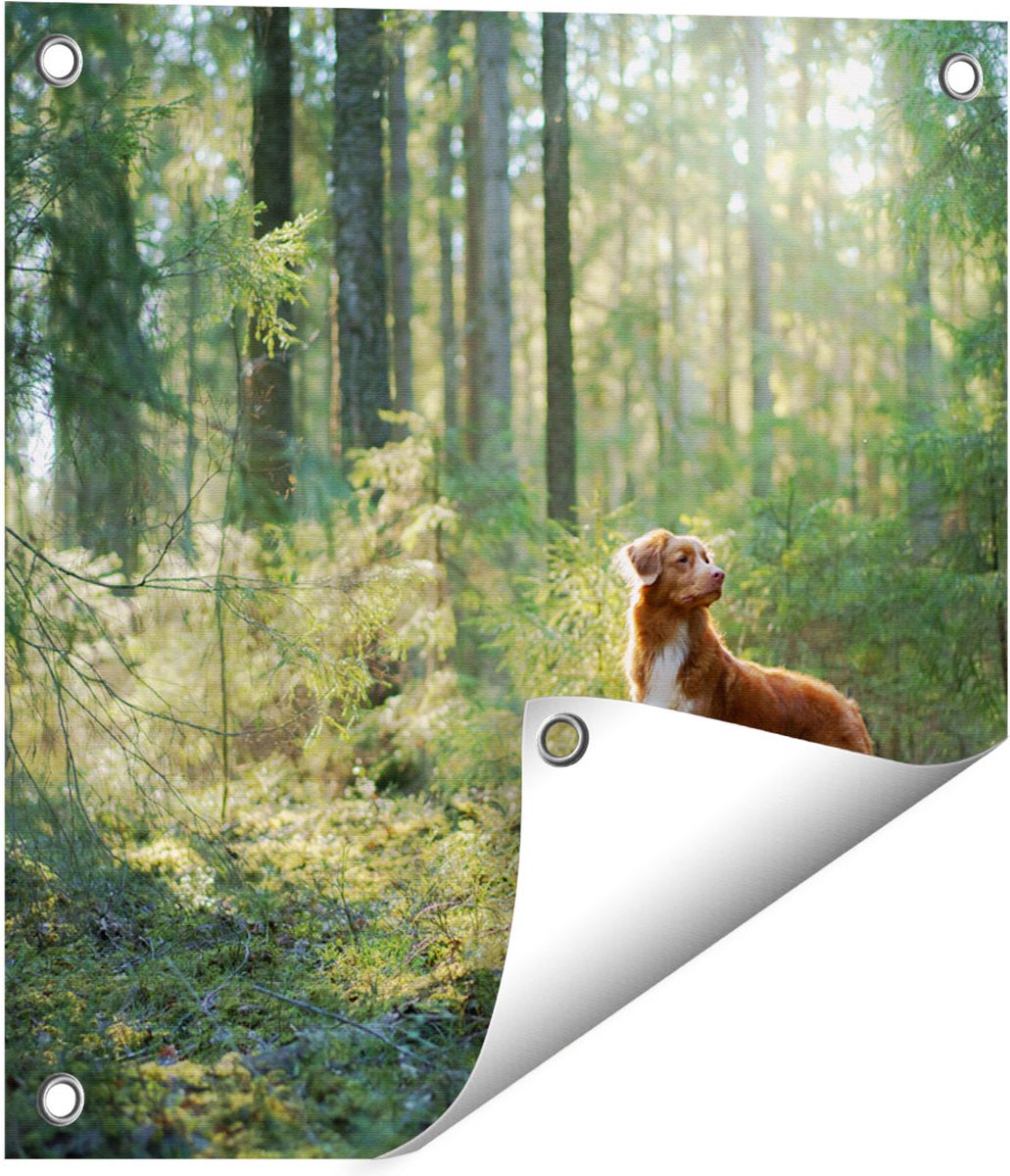 Gards Tuinposter Retriever Hond in het Bos met Zon - 40x40 cm - Tuindoek - Tuindecoratie - Wanddecoratie buiten - Tuinschilderij Multikleur
