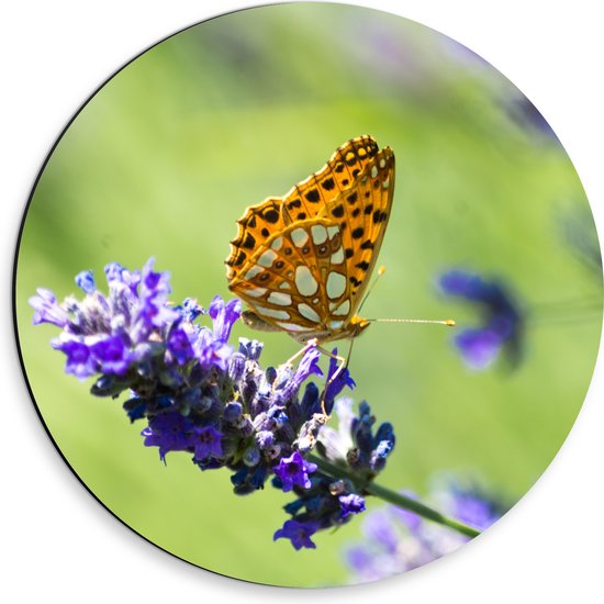 Dibond Muurcirkel - Gele Vlinder op Lavendelbloem in Italië - 30x30 cm Foto op Aluminium Muurcirkel (met ophangsysteem)