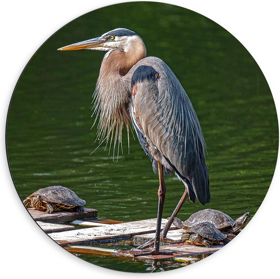 Dibond Muurcirkel - Grote Reiger op Houten Plateau bij Schilpadden in het Water - 60x60 cm Foto op Aluminium Muurcirkel (met ophangsysteem)