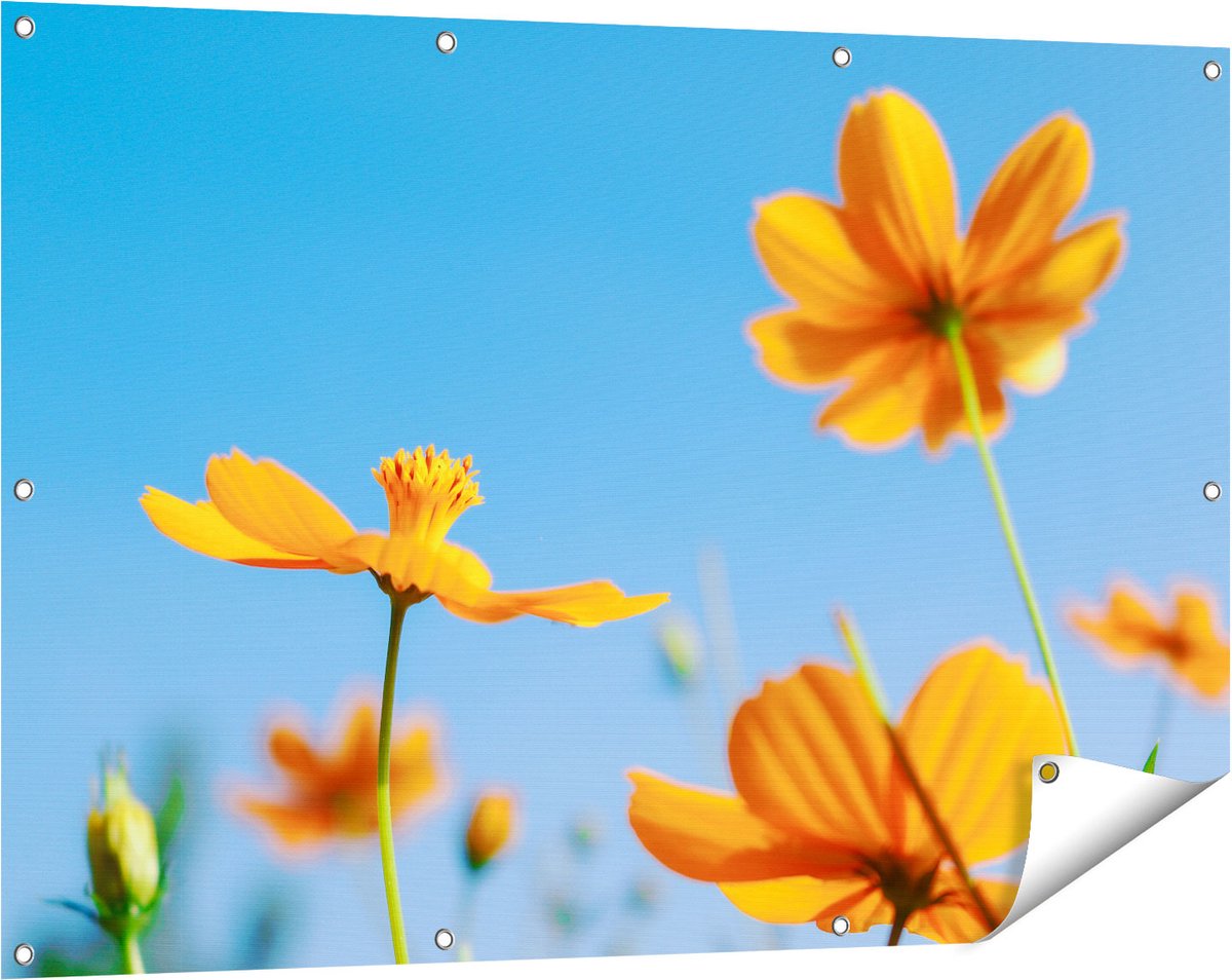 Gards Tuinposter Oranje Cosmea Bloemen - 120x80 cm - Tuindoek - Tuindecoratie - Wanddecoratie buiten - Tuinschilderij Multikleur