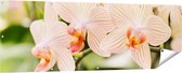 Gards Tuinposter Gestreepte Witte Orchidee Bloemen - 180x60 cm - Tuindoek - Tuindecoratie - Wanddecoratie buiten - Tuinschilderij