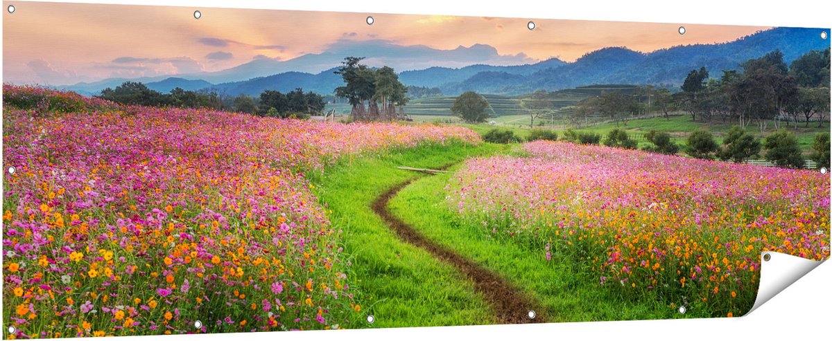 Gards Tuinposter Kosmos Bloemenveld met een Pad - Bloemen - 210x70 cm - Tuindoek - Tuindecoratie - Wanddecoratie buiten - Tuinschilderij Multikleur