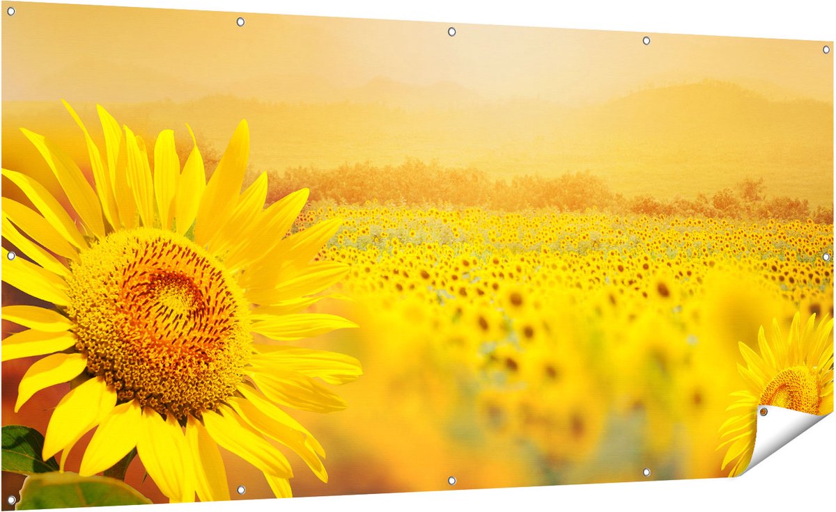 Gards Tuinposter Zonnebloemen Veld met Zonopkomst - 200x100 cm - Tuindoek - Tuindecoratie - Wanddecoratie buiten - Tuinschilderij Multikleur