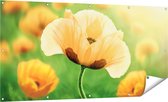Gards Tuinposter Oranje Klaproos Bloemen - 160x80 cm - Tuindoek - Tuindecoratie - Wanddecoratie buiten - Tuinschilderij