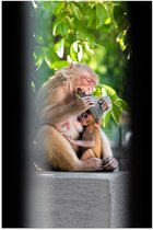 Poster (Mat) - Drinkende Baby Aap bij Etende Moeder - 40x60 cm Foto op Posterpapier met een Matte look
