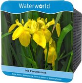 Waterworld Aqua Set Iris Pseudacorus - Gele Lis - (Oeverplanten, Vijvermandje, Klei, Grind & Voeding)